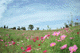 cosmos009