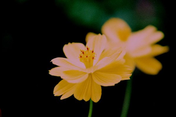 cosmos010 �L�o�i�R�X���X�@�T�����C�Y