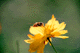cosmos011