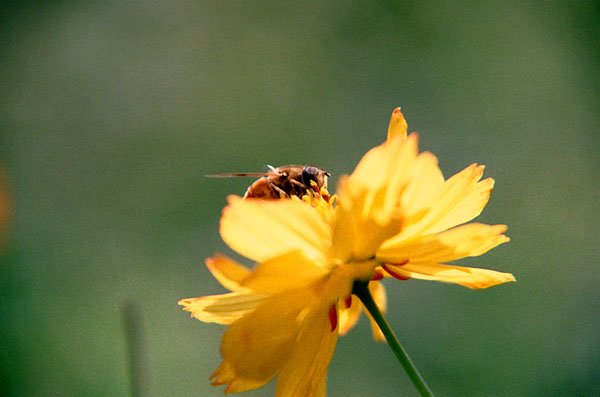 cosmos011 �I�ƃR�X���X