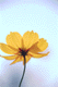 cosmos012