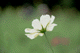 cosmos013