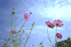 cosmos014