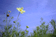 cosmos015