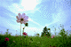cosmos016