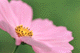 cosmos017