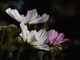 cosmos018