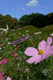 cosmos019