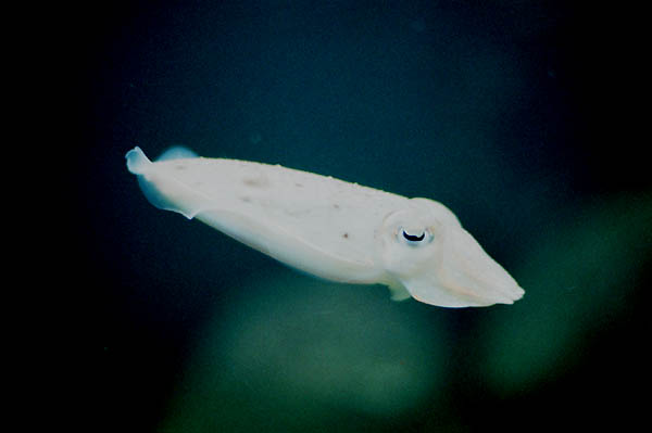 cuttle01  �~�T�L�R�E�C�J