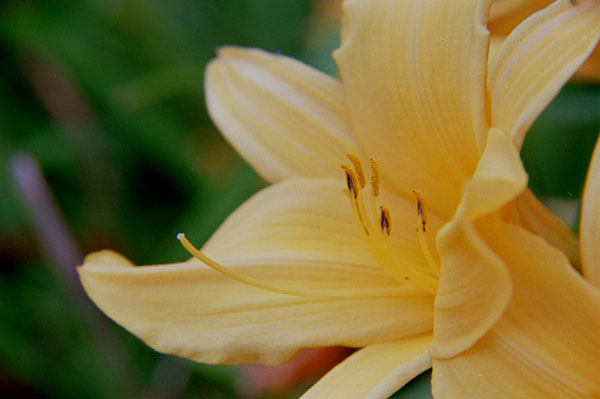 hemero001 �w�����J���X