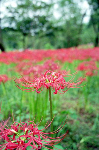 hgnbn001 �ފ݉ԁi�P�j