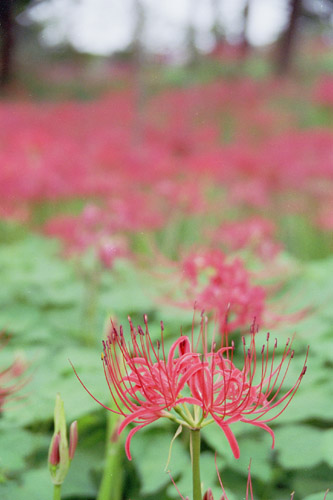 hgnbn002 �ފ݉ԁi�Q�j