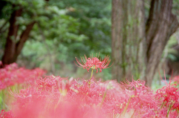 hgnbn003 �ފ݉ԁi�R�j