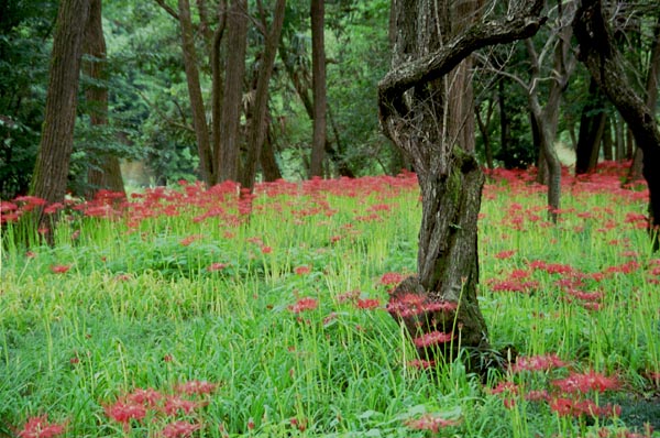 hgnbn004 �ފ݉ԁi�S�j