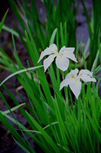 iris001 �n�i�V���E�u