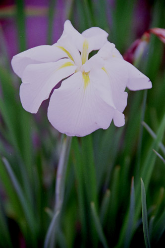 iris002 �n�i�V���E�u