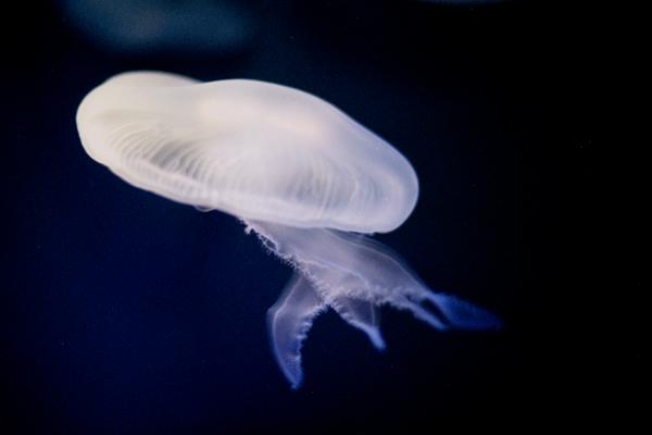 jelly01  �~�Y�N���Q