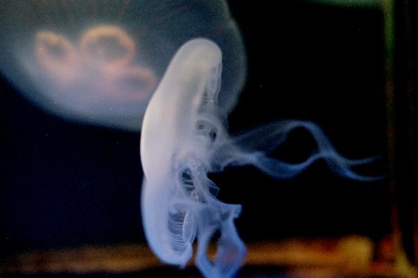 jelly02  �~�Y�N���Q