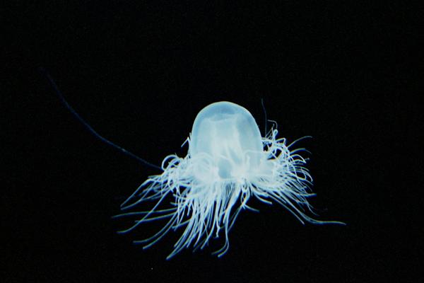 jelly05  �J�~�N���Q