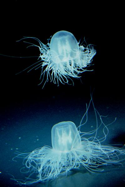 jelly06   �J�~�N���Q