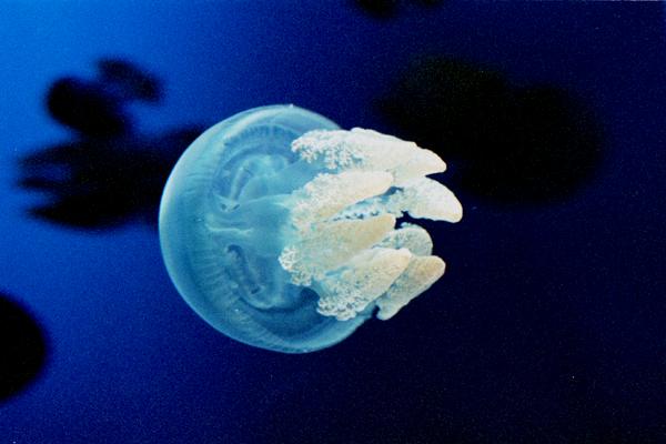 jelly07   �u���[�W�F���[