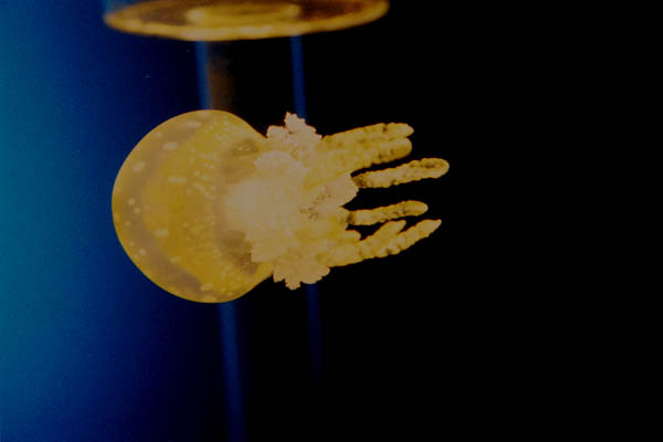 jelly08   �^�R�N���Q