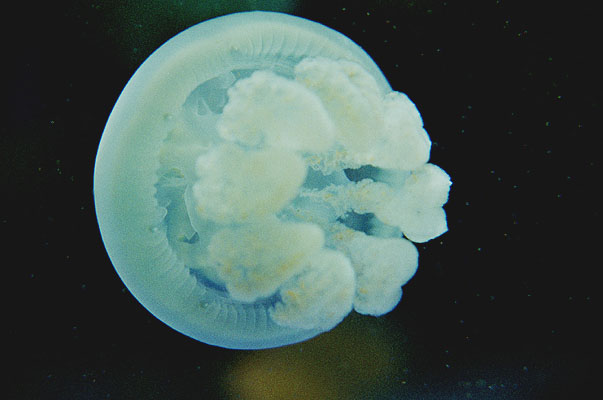 jelly09  �u���[�W�F���[