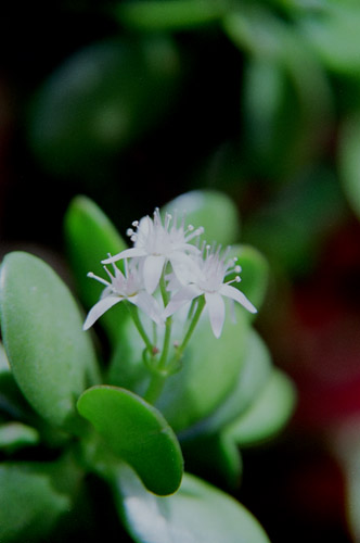 kanenonaruki001 �J�l�m�i���L