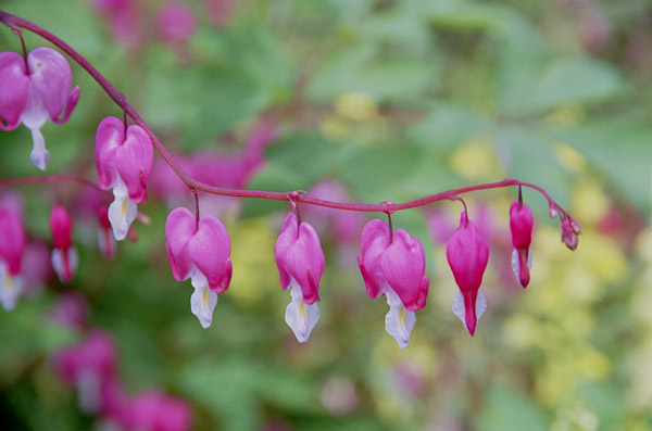 kemanso.jpt    �P�}���\�E