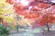 koyo018
