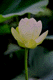 lotus004