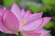 lotus005
