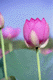 lotus006
