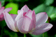 lotus007