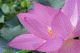 lotus008