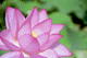 lotus010