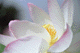 lotus012