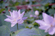 lotus013