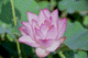 lotus016