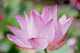 lotus017