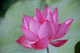 lotus018