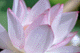 lotus020