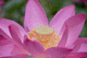 lotus021