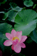 lotus022