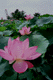 lotus023