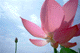 lotus025