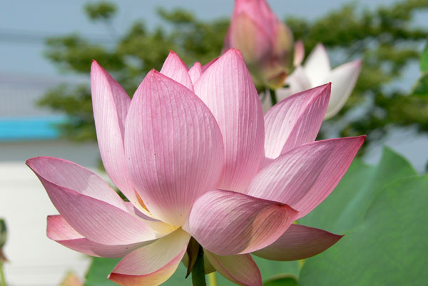 lotus026 �Ñ�@�̗��ɂ�( 1)