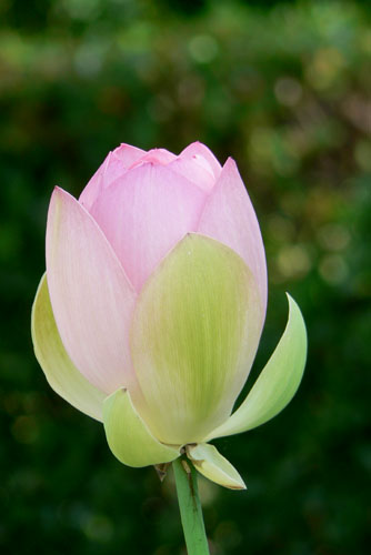 lotus027 �Ñ�@�̗��ɂ�( 2)