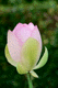 lotus027