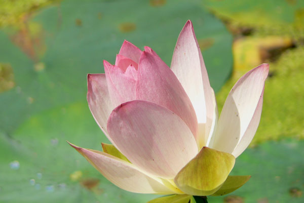 lotus028 �Ñ�@�̗��ɂ�( 3)